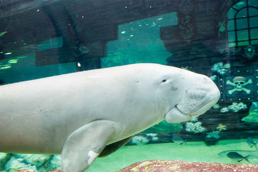 SEA LIFE Sydney Aquarium Entry Ticket - Underwater Tunnel Walking: The Shark Moment You’ll Actually Remember
