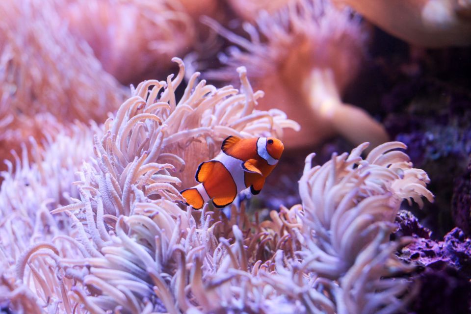 SEA LIFE Sydney Aquarium Entry Ticket - Great Barrier Reef Display, Sawfish, and the Big Tank Energy