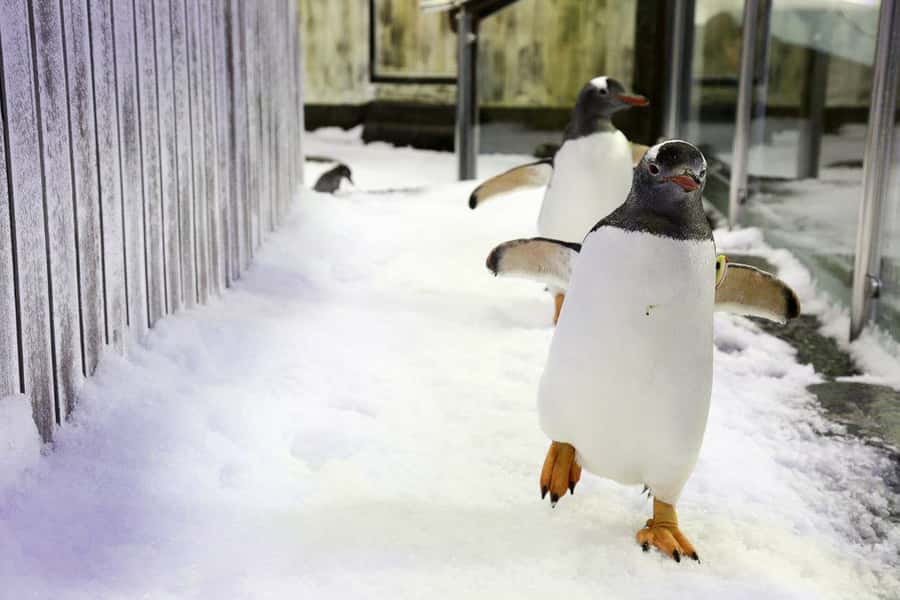 SEA LIFE Sydney Aquarium Entry Ticket - Southern Oceans Penguin Time (Plus the Optional Boat Ride)