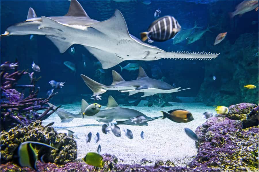 SEA LIFE Sydney Aquarium Entry Ticket - What Your $31 Ticket Buys (and Why It’s Fair Value)