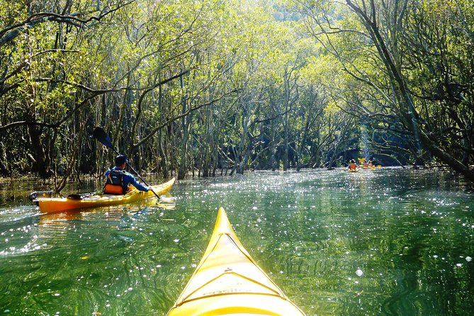 Self-Guided Sydney Middle Harbour Kayak 3 Hour Tour by Single Kayak - Why Middle Harbour works so well for a self-guided kayak