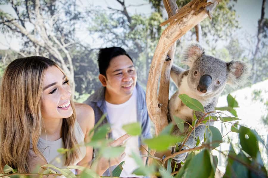 Small Group Blue Mountains, Wildlife & Scenic World Day Tour - Scenic World Unlimited Pass: the rides that turn viewpoints into experiences