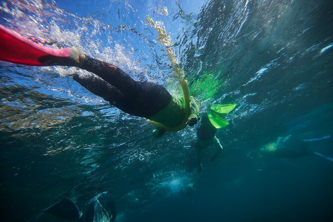 Small Group Manly Snorkel Tour and Nature Walk with Local Guide - Key Things I’d Book This For