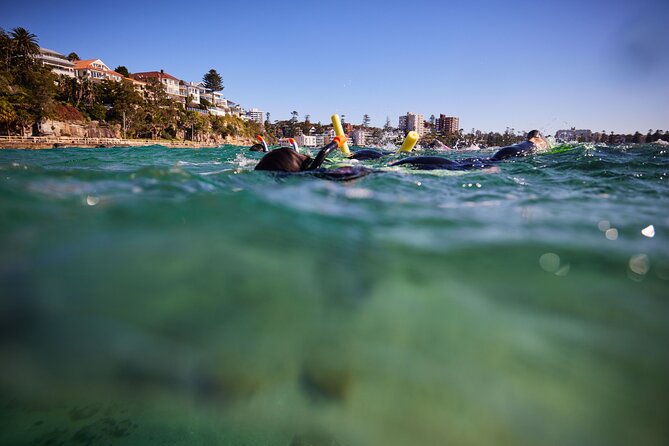 Small Group Manly Snorkel Tour and Nature Walk with Local Guide - Manly Snorkeling in Cabbage Tree Bay: Why This Setup Works