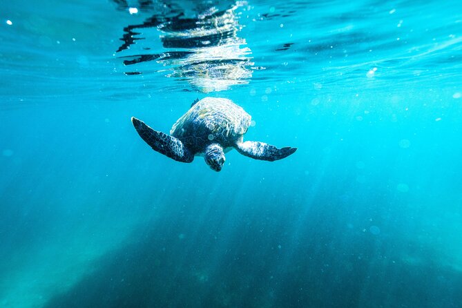 Small Group Manly Snorkel Tour and Nature Walk with Local Guide - Stop 3 Ecotreasures Eco Walk: The No-Take Reserve Message