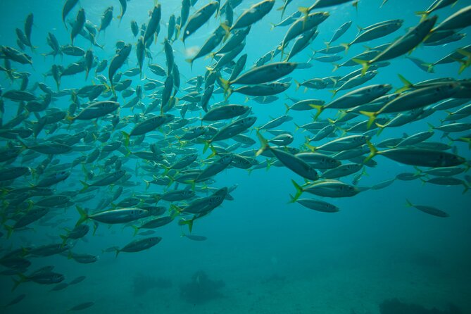 Small Group Manly Snorkel Tour and Nature Walk with Local Guide - Small Group Size (Up to 8): Personal Help Without the Crowds
