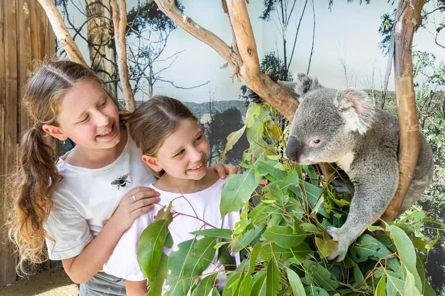 Small Group: Zoo, Blue Mountains, Scenic World Mandarin Tour - Sydney Zoo: Koala Photo Time and a Real Wildlife Start