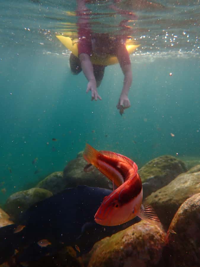 Snorkel Sydney’s Stunning Marine Reserve on a Private Tour - Safety briefing: quick, calm, and genuinely useful