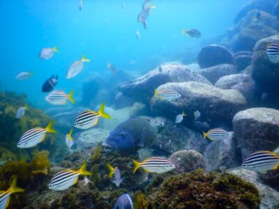 Snorkel Sydney’s Stunning Marine Reserve on a Private Tour - Your 90 minutes: how the tour actually flows