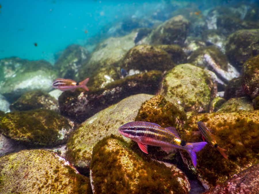 Snorkel Sydney’s Stunning Marine Reserve on a Private Tour - Clovelly Beach vs Gordons Bay: choosing your starting point