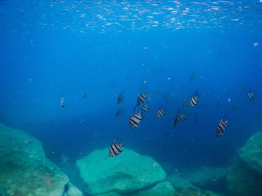 Snorkel Sydney’s Stunning Marine Reserve on a Private Tour - Photo memories: why the photo part is more valuable than it sounds