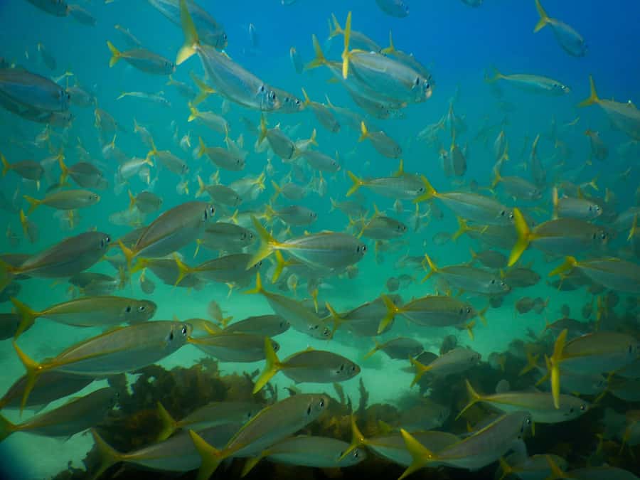 Snorkel Sydney’s Stunning Marine Reserve on a Private Tour - Price and value: is $141 per person fair?