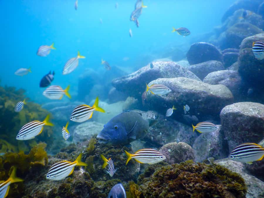 Snorkel Sydney’s Stunning Marine Reserve on a Private Tour - Your 90 minutes: how the tour actually flows