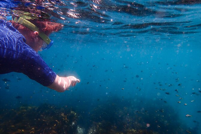 Snorkeling Adventure for Kids with Private Guide In Sydney - What you’ll see: fish, rays, cuttlefish, and even wobbegong