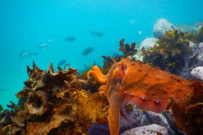 Snorkeling Adventure for Kids with Private Guide In Sydney - The 90-minute flow at Clovelly: what happens in order