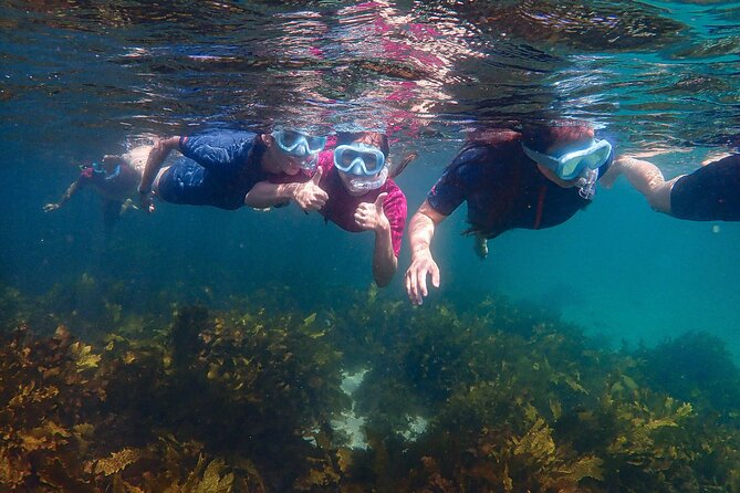 Snorkeling Adventure for Kids with Private Guide In Sydney - Equipment that fits kids: the difference between trying and enjoying