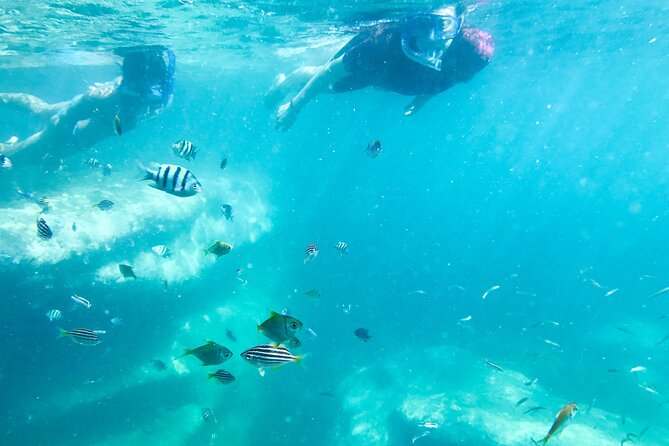 Snorkeling Adventure for Kids with Private Guide In Sydney - Price and value in Sydney: what $143.09 per person buys
