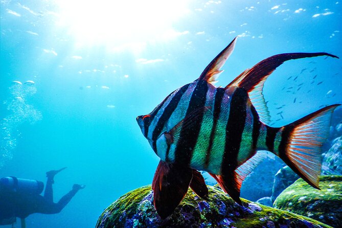 Snorkeling Adventure for Kids with Private Guide In Sydney - If Clovelly isn’t safe: Little Bay Beach as the Plan B