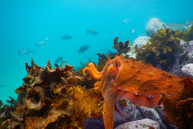 Snorkeling Adventure for Kids with Private Guide In Sydney - The 90-minute flow at Clovelly: what happens in order