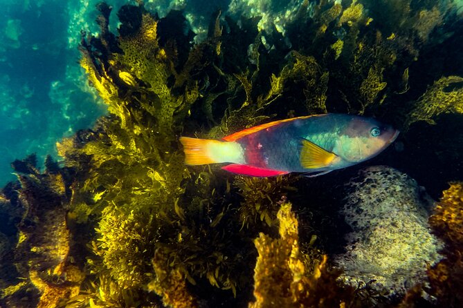 Snorkeling To Discover Sydney's Underwater Wonders - Key reasons to go
