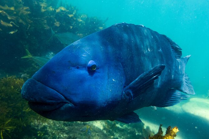 Snorkeling To Discover Sydney's Underwater Wonders - Your 90-minute rhythm: gear up, get briefed, then follow a route