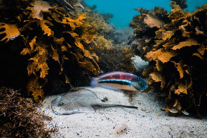 Snorkeling To Discover Sydney's Underwater Wonders - Bondi gets a spot too, but the water is the main event