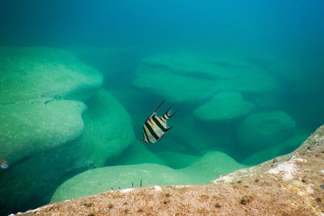 Snorkeling To Discover Sydney's Underwater Wonders - Who this tour is best for (and who should rethink it)