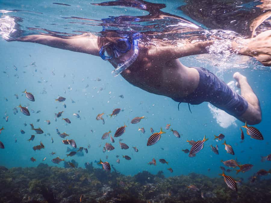 Snorkeling Tour: Discover Sydney’s impressive sea life - Key tour takeaways