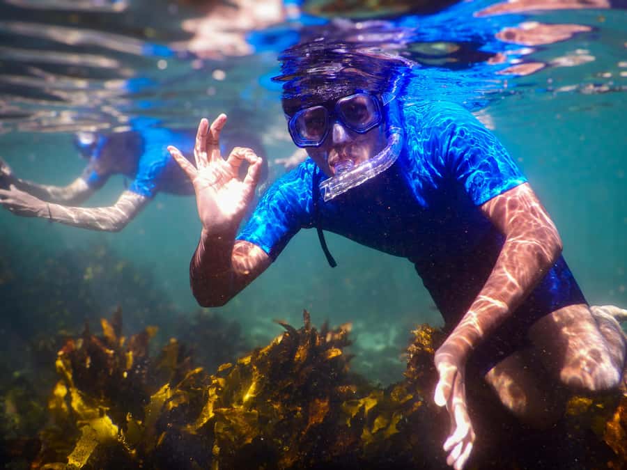 Snorkeling Tour: Discover Sydney’s impressive sea life - Clovelly Reef Snorkeling: how this fits your Bondi-to-Coogee day