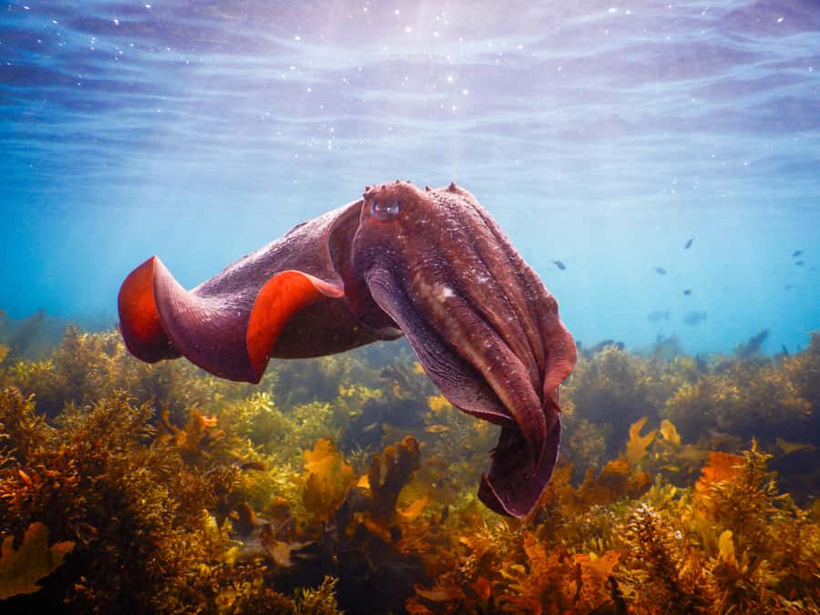 Snorkeling Tour: Discover Sydney’s impressive sea life - Meeting at Clovelly Free Car Park: get your bearings fast