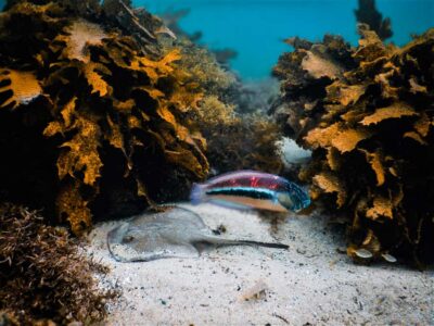 Snorkeling Tour: Discover Sydney’s impressive sea life - The real value in the 90 minutes and $69