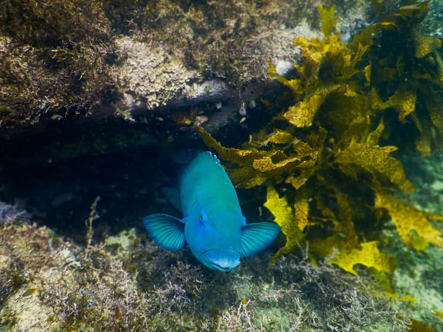 Snorkeling Tour: Discover Sydney’s impressive sea life - Gear, fins, and the wetsuit question when the water feels cold