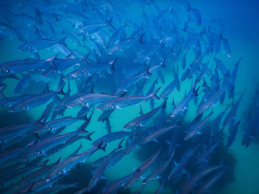 Snorkeling Tour: Discover Sydney’s impressive sea life - After the snorkel: Clovelly Beach, Gordons Bay, and easy downtime