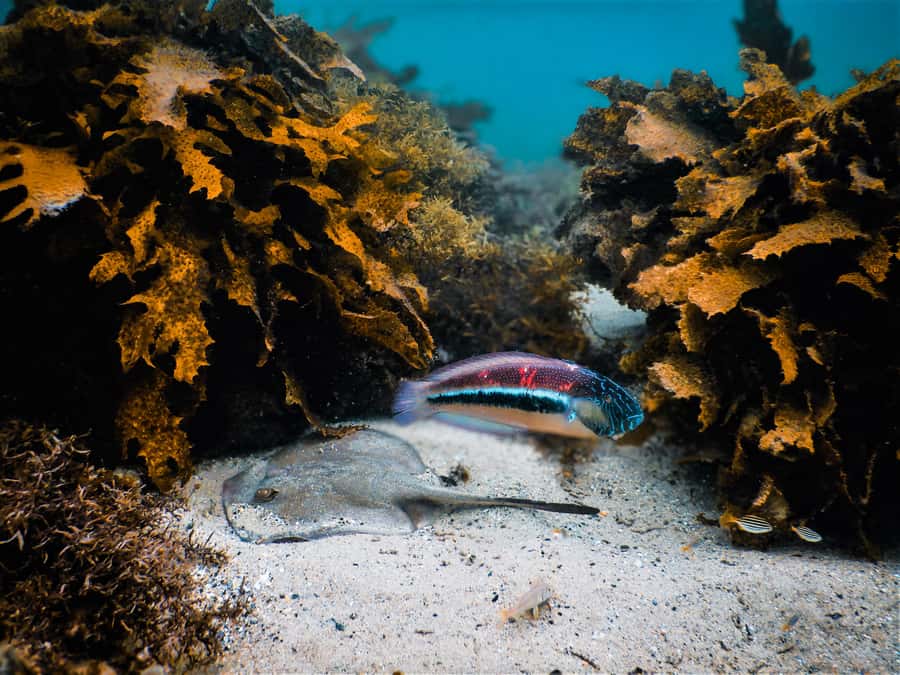 Snorkeling Tour: Discover Sydney’s impressive sea life - The real value in the 90 minutes and $69