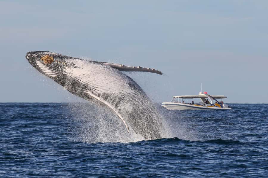 Sydney: 2.5 hour Adventure Whale Watching Cruise - What Makes This Cruise Feel Like Value