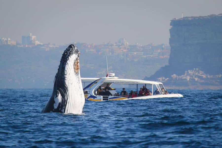 Sydney: 2.5 hour Adventure Whale Watching Cruise - Key Points Before You Go