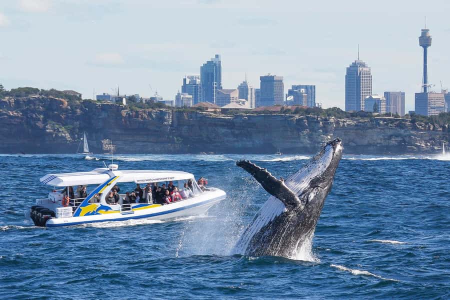 Sydney: 2.5 hour Adventure Whale Watching Cruise - Where You Board in Sydney: Darling Harbour vs. Circular Quay