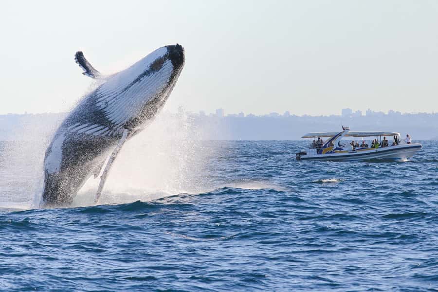 Sydney: 2.5 hour Adventure Whale Watching Cruise - Whale Sighting Guarantee: What It Means for Your Risk