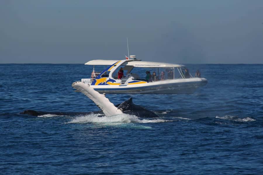 Sydney: 2.5 hour Adventure Whale Watching Cruise - Why This 80 km/h Whale Cruise Feels Different Than a Ferry