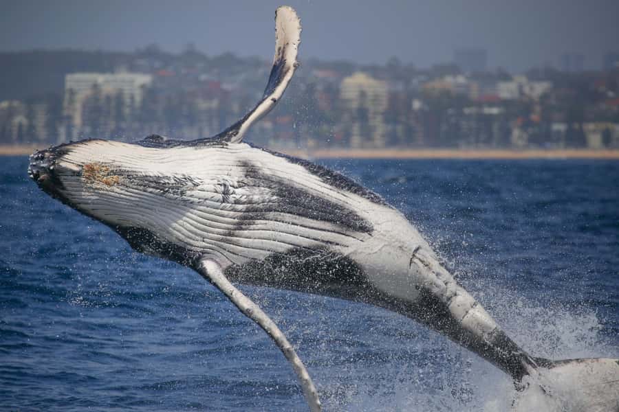 Sydney: 2-hour Express Whale Watching Cruise - Why this 2-hour express whale cruise makes sense