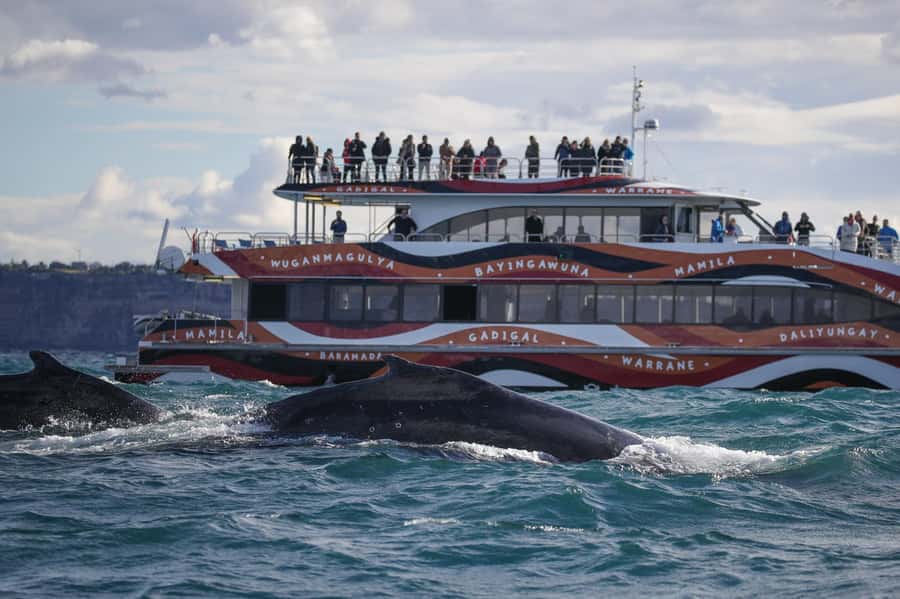 Sydney: 2-hour Express Whale Watching Cruise - On board: where to sit on Fantasea Crystal