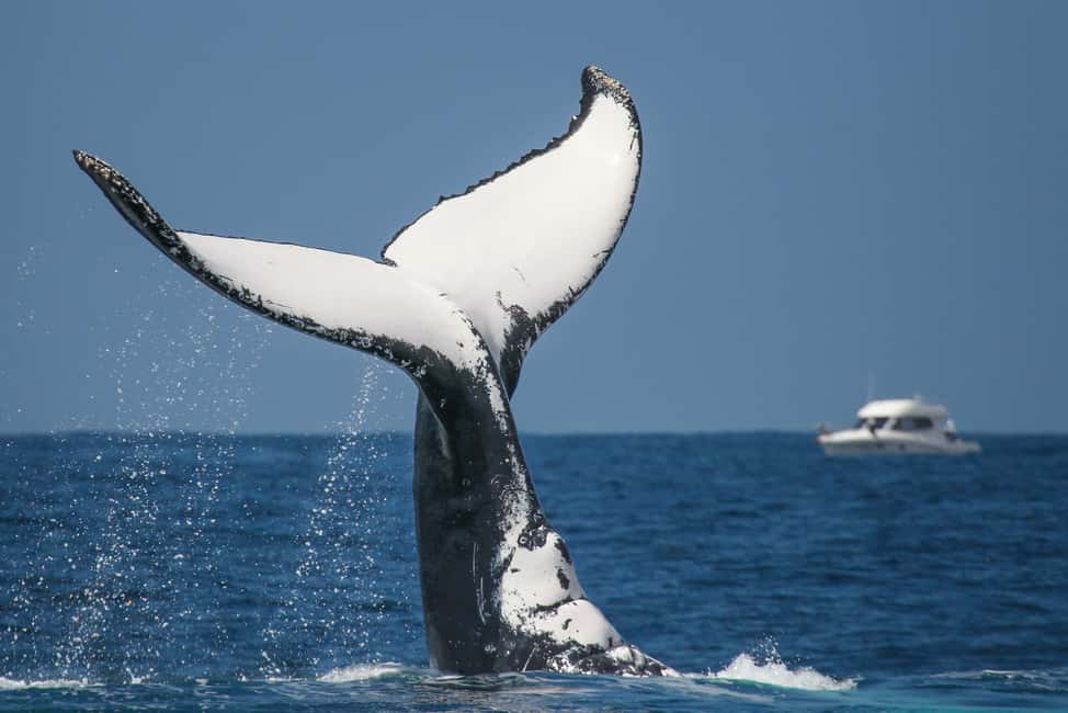 Sydney: 2-hour Express Whale Watching Cruise - The first 20 minutes: fast transit, quick orientation