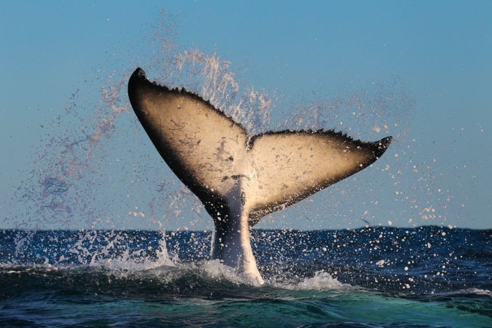 Sydney: 2-hour Express Whale Watching Cruise - Whale watching time: how you get more than one chance