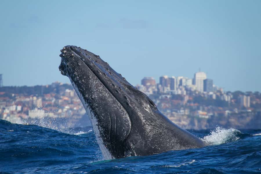Sydney: 2-hour Express Whale Watching Cruise - Getting to Circular Quay (and where you actually check in)