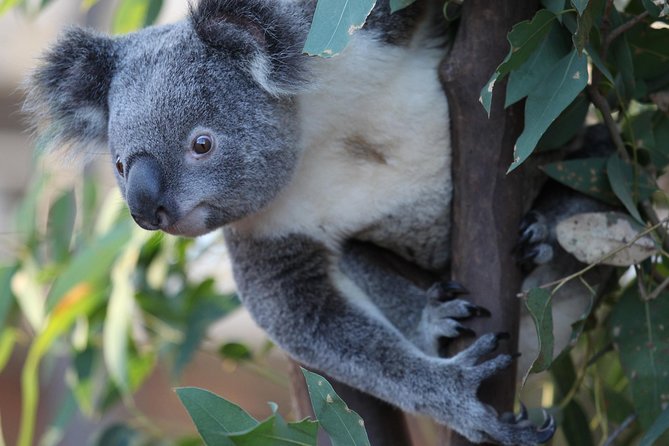 Sydney Attractions Pass: SEA LIFE Aquarium, Sydney Tower Eye, WILD LIFE Zoo and Madame Tussauds - How the 60-Day Window Changes Your Planning
