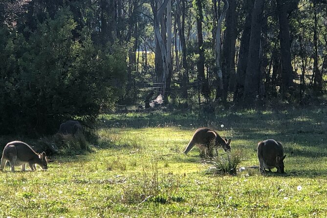 Sydney Blue Mountains Day Tour with Wildlife Park and Waterfalls - Price and value: why $128.39 feels fair (and when it won’t)