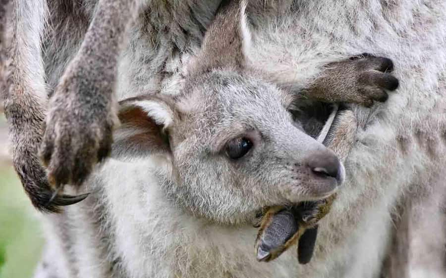 Sydney: Blue Mountains & Featherdale Wildlife Park Day Trip - Key points at a glance