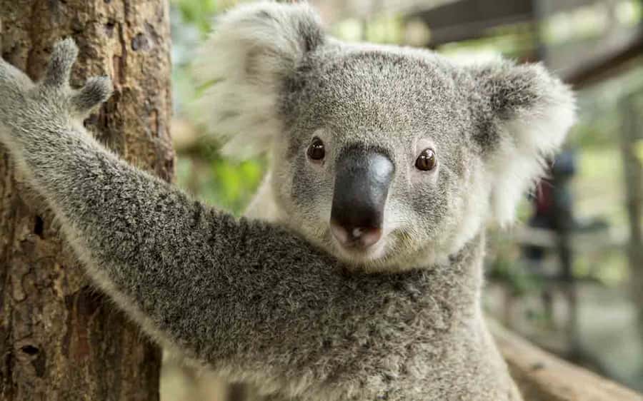 Sydney: Blue Mountains & Featherdale Wildlife Park Day Trip - Price and value: is $1,189 for up to 4 actually a deal?