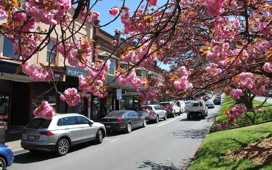 Sydney: Blue Mountains & Featherdale Wildlife Park Day Trip - Should you book this Blue Mountains and Featherdale private day trip?