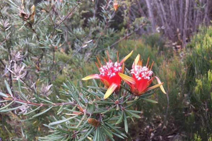 Sydney: Blue Mountains & Featherdale Wildlife Park Day Trip - FAQ